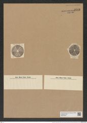 Actinoptychus undulatus (Bail.?) Ralfs. (de-Toni-Nr.: Genus 227, Species 5519) Zeichnungen Sammlung Grunow Nr. 9543 (NHMW-BOT-W0379344)
